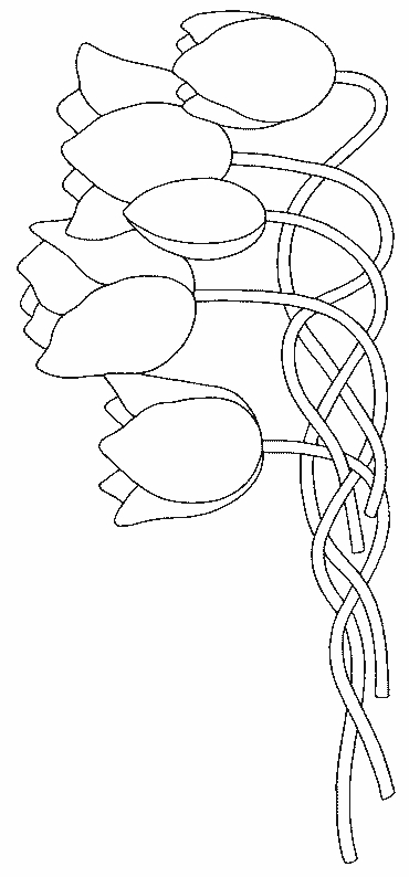 Coloriage d'une tulipe en plein épanouissement