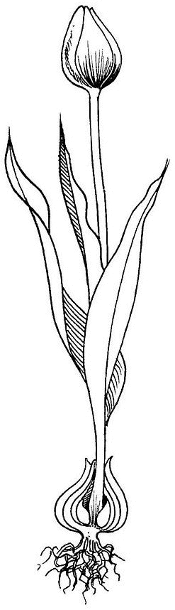 Coloriage d'une tulipe épanouie entourée de feuillage
