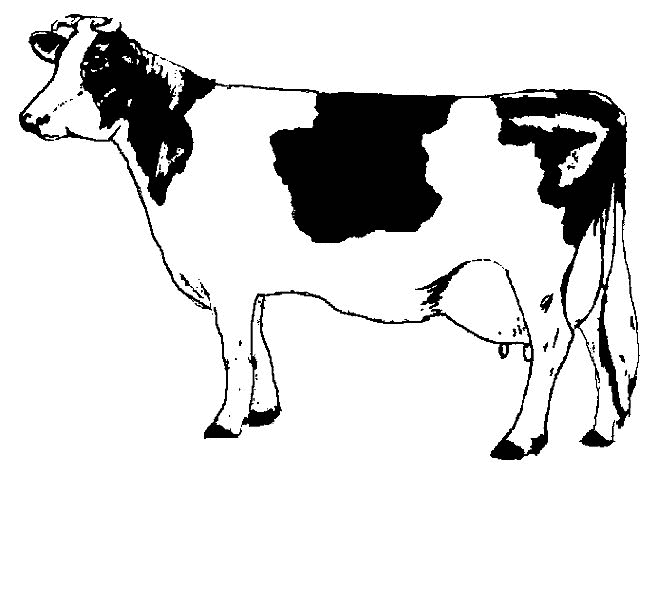Coloriage d'une vache dans un champ avec des fleurs
