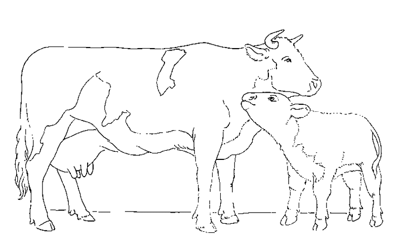 Coloriage d'une vache paisible dans un champ