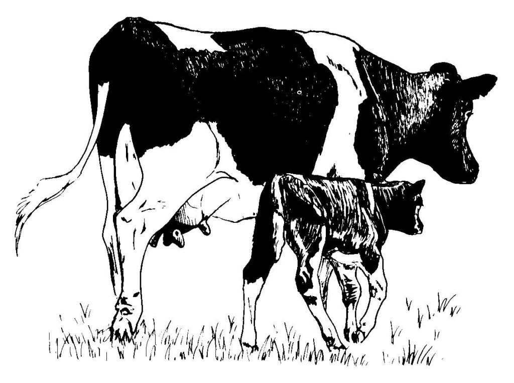 Vache dans un champ avec une belle herbe et un ciel dégagé