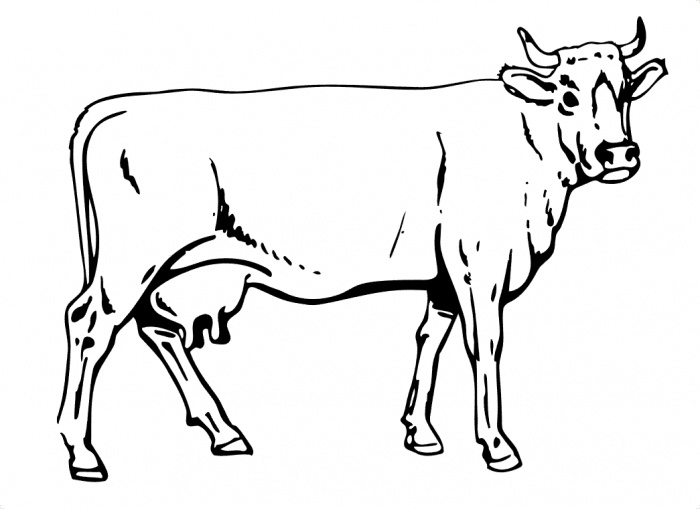 Coloriage d'une vache paisible dans un champ verdoyant