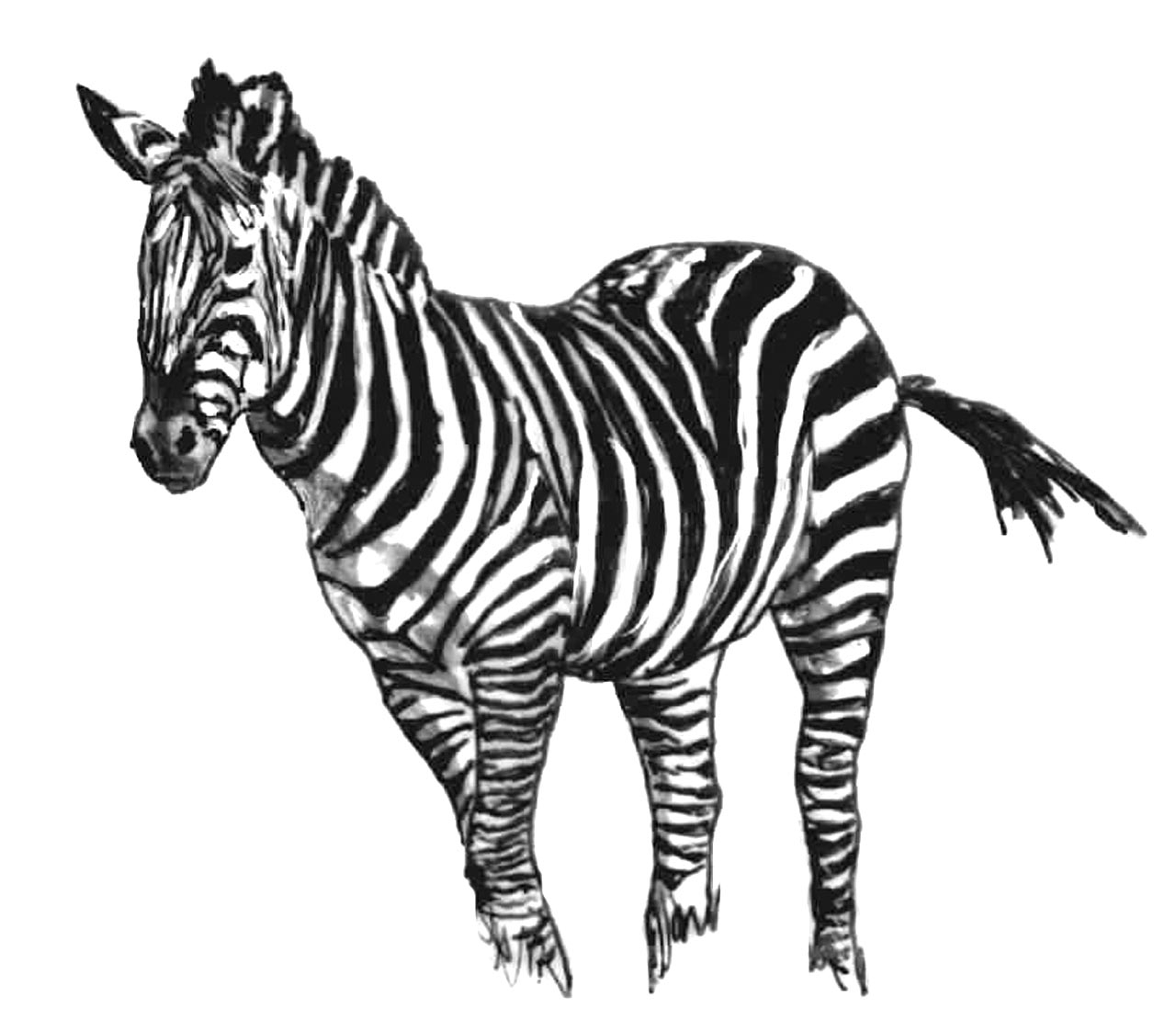 Un zèbre en pleine nature sur un fond de savane