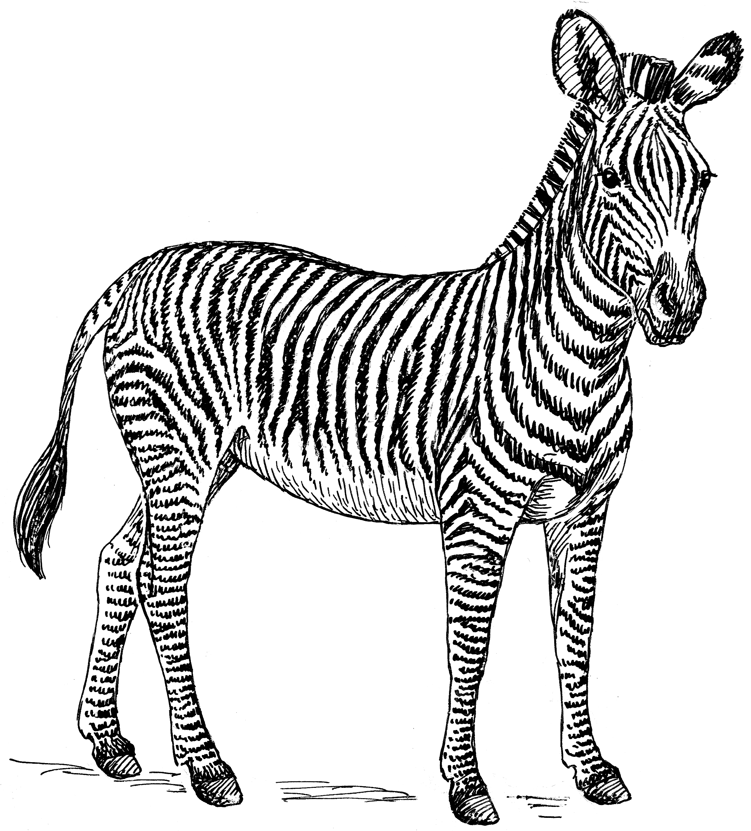 Un zebre au milieu d'une savane ensoleillée
