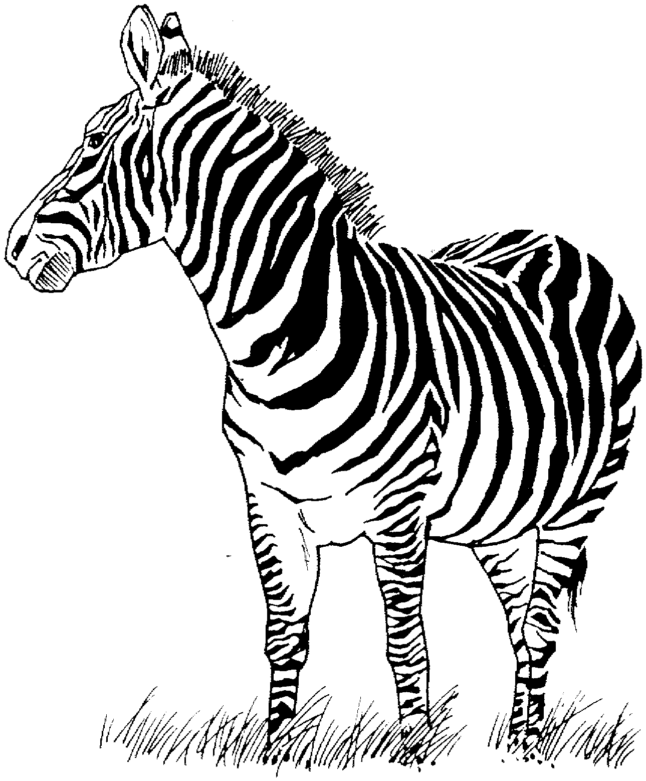 Un zebre paisible se reposant dans son habitat naturel