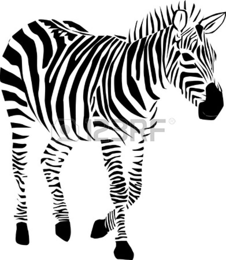 Un zèbre paisible au milieu d'une savane