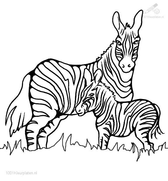 Coloriage d'une zèbre en pleine nature