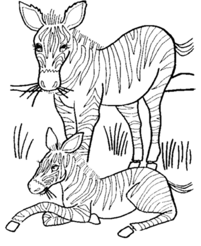 Coloriage d'un zèbre dans un environnement naturel