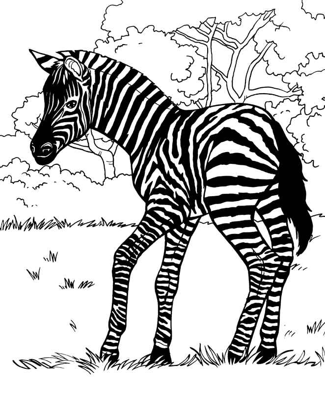 Coloriage d'une zèbre paisible dans son habitat naturel