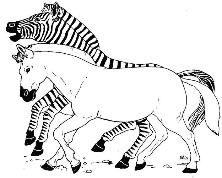 Un zèbre en pleine nature prêt à être colorié
