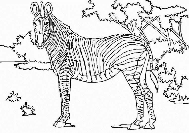 Coloriage d'une zèbre dans son habitat naturel