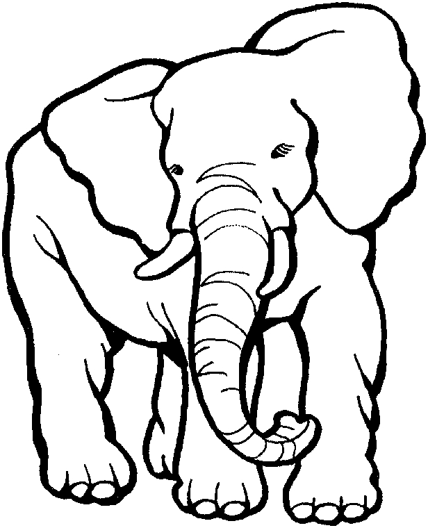 Un éléphant majestueux s'abreuve au bord d'une rivière dans un zoo