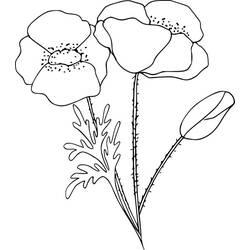 Coloriage et dessin Coquelicot à imprimer