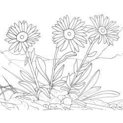 Coloriage et dessin Marguerite à imprimer