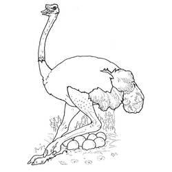 Coloriage et dessin Autruche à imprimer