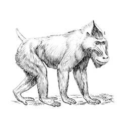 Coloriage et dessin Babouin à imprimer