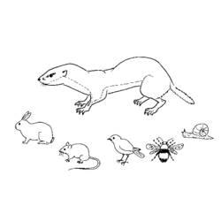 Coloriage et dessin Belette à imprimer