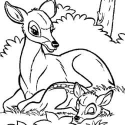 Coloriage et dessin Biche à imprimer