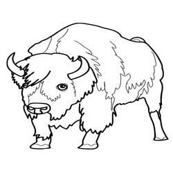 Coloriage et dessin Bison à imprimer