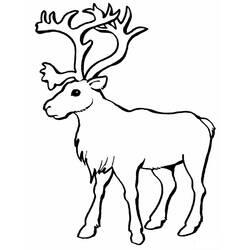 Coloriage et dessin Caribou à imprimer