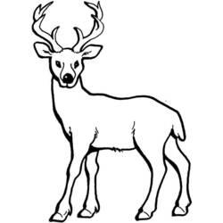 Coloriage et dessin Chevreuil à imprimer
