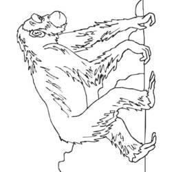 Coloriage et dessin Chimpanzé à imprimer