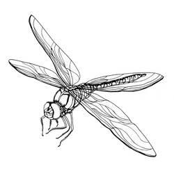 Coloriage et dessin Libellule à imprimer