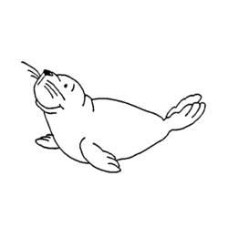Coloriage et dessin Phoque à imprimer