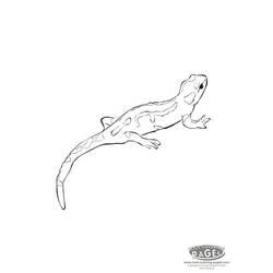Coloriage et dessin Salamandre à imprimer